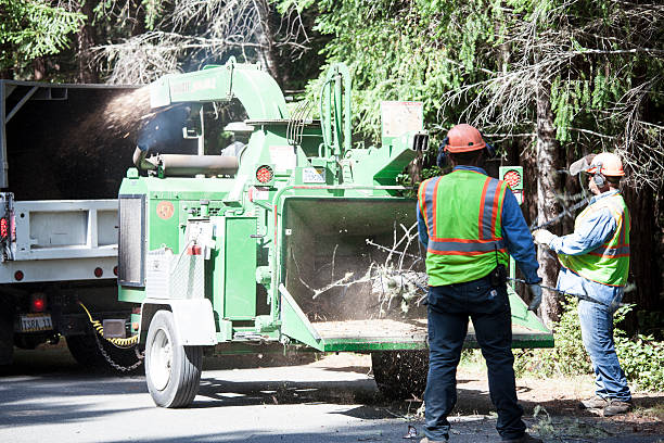 How Our Tree Care Process Works  in  Mercerville, NJ